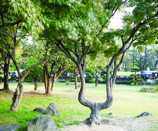 캠퍼스 명소⑩_ 궁합나무